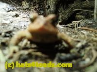/home//u458753944/public_html/sourcegallery///////////////////////Roxborough Toad Detour/2013-2019/2017/P4110701.JPG